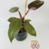 Philodendron Cv. Pink Princess -Cheap Plantly Store IMG 2697