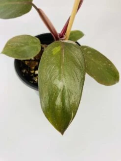 Philodendron Cv. Pink Princess -Cheap Plantly Store IMG 2698