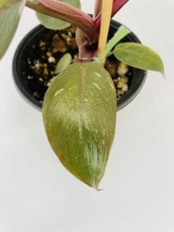 Philodendron Cv. Pink Princess -Cheap Plantly Store IMG 2699