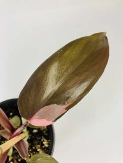 Philodendron Cv. Pink Princess -Cheap Plantly Store IMG 2700