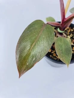 Philodendron Cv. Pink Princess -Cheap Plantly Store IMG 2702