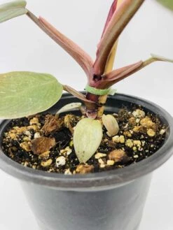 Philodendron Cv. Pink Princess -Cheap Plantly Store IMG 2703