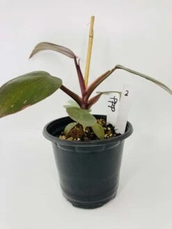 Philodendron Cv. Pink Princess -Cheap Plantly Store IMG 2704