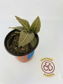 Euphorbia Francoisii