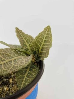 Euphorbia Francoisii 11 Euphorbia Francoisii -Cheap Plantly Store IMG 2732