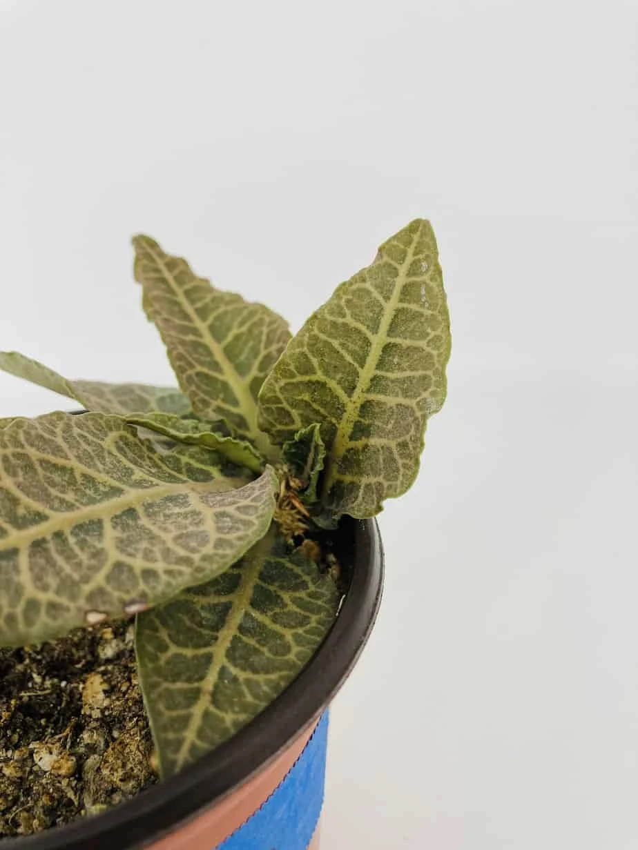 Euphorbia Francoisii 6 Euphorbia Francoisii - Image 4