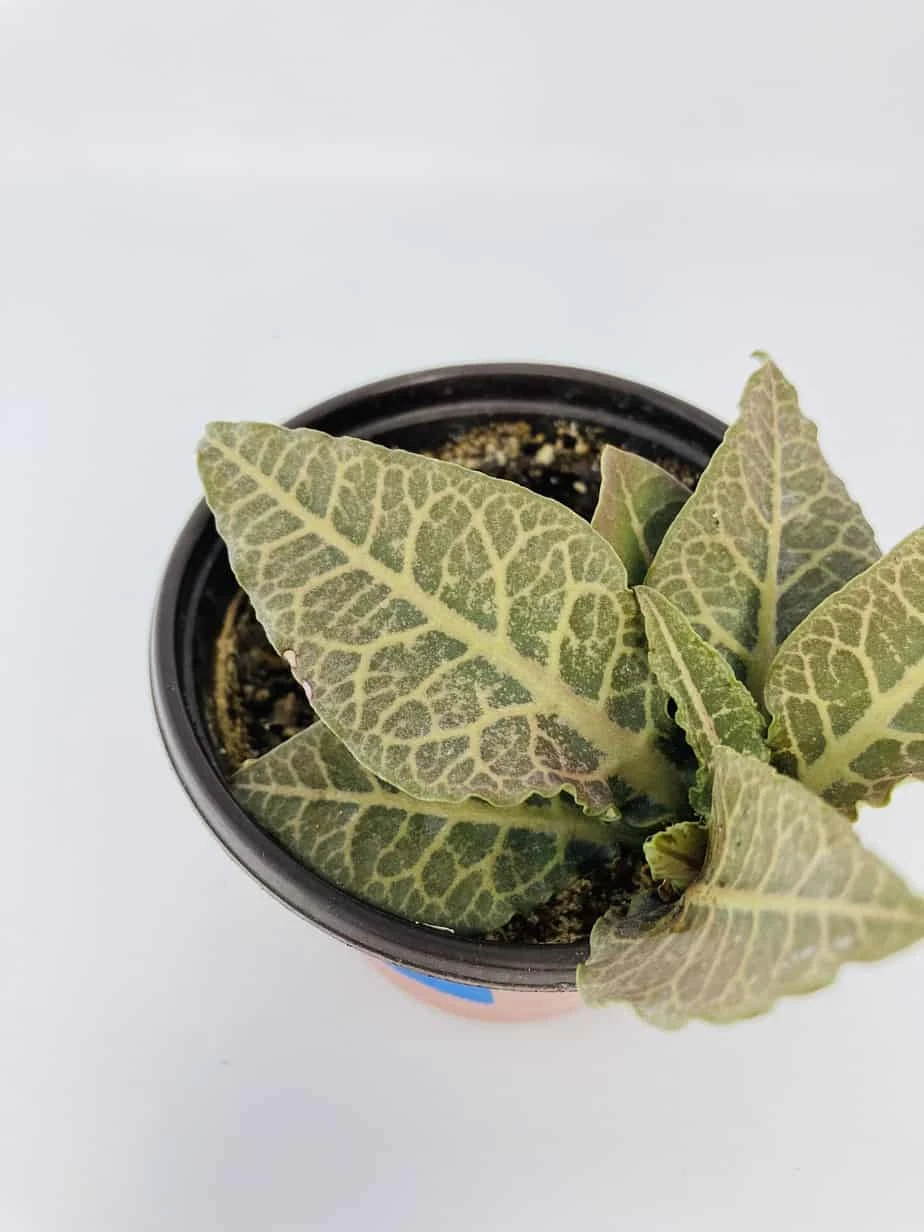 Euphorbia Francoisii 4 Euphorbia Francoisii - Image 2