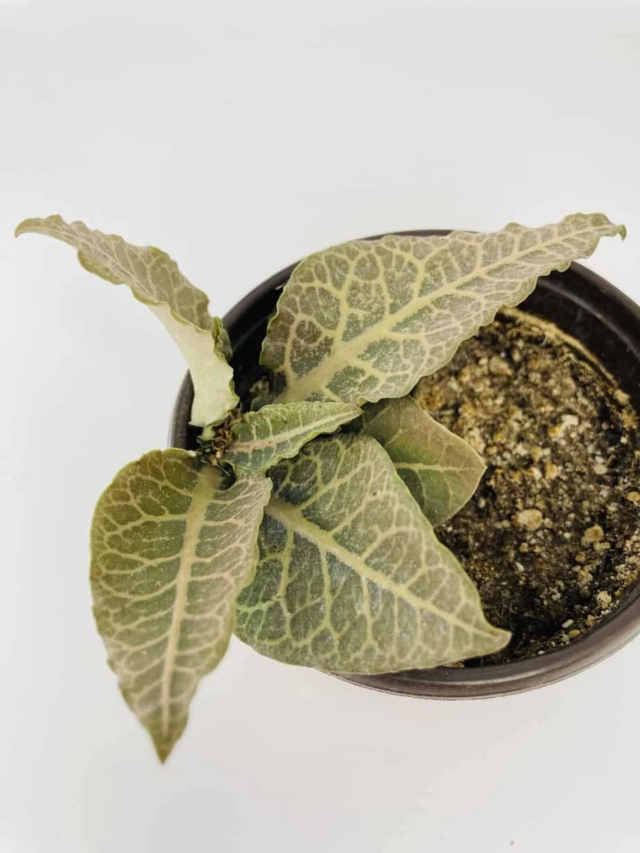 Euphorbia Francoisii 7 Euphorbia Francoisii - Image 5