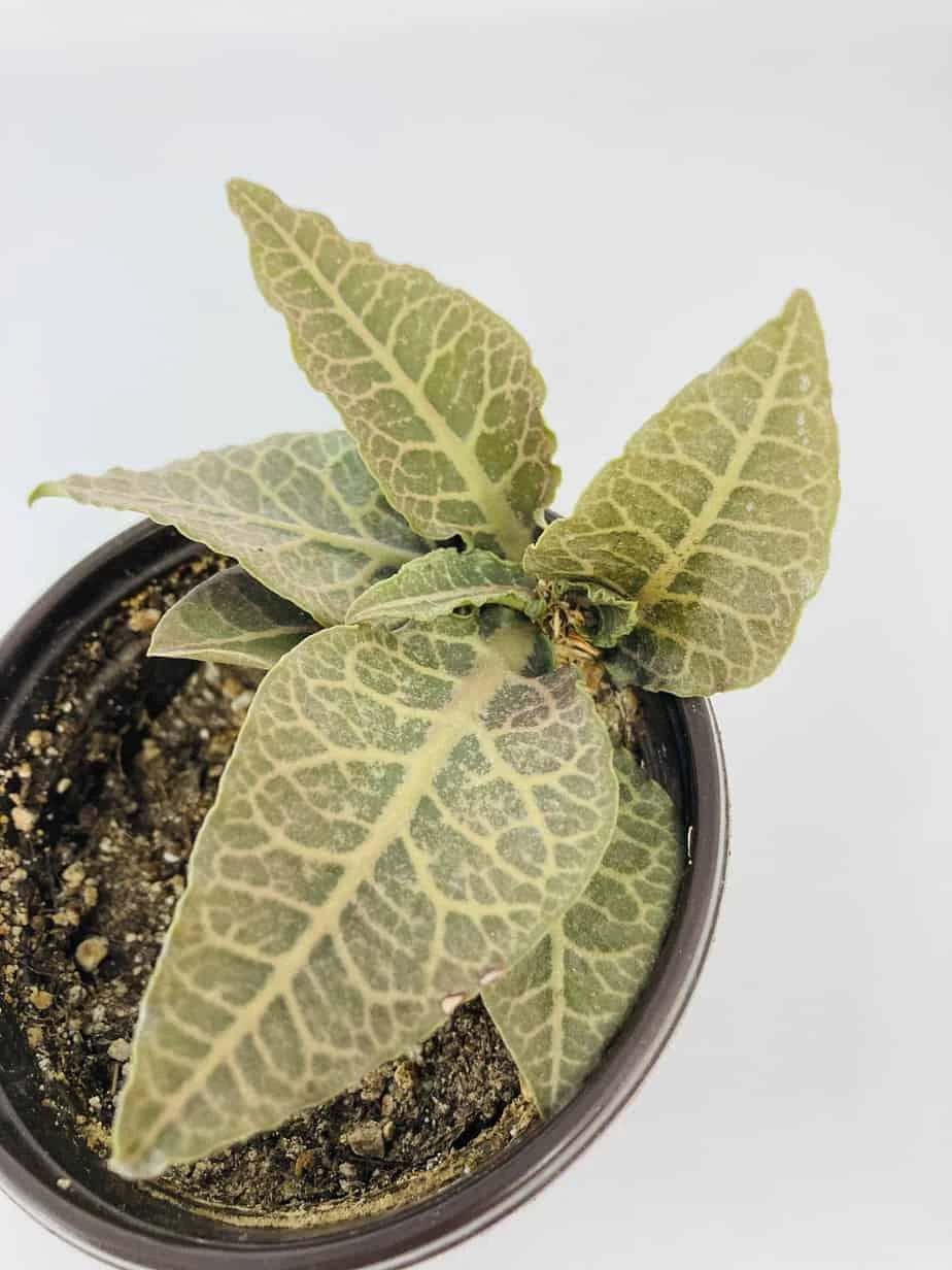 Euphorbia Francoisii 5 Euphorbia Francoisii - Image 3