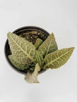 Euphorbia Francoisii 13 Euphorbia Francoisii -Cheap Plantly Store IMG 2736