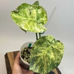 Monstera 'White Monster' Large Form -Cheap Plantly Store IMG 2750