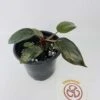 Philodendron Erubescens Chocolate -Cheap Plantly Store IMG 2790