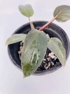 Philodendron Erubescens Chocolate -Cheap Plantly Store IMG 2793