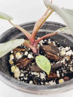 Philodendron Erubescens Chocolate -Cheap Plantly Store IMG 2795