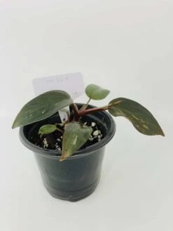 Philodendron Erubescens Chocolate -Cheap Plantly Store IMG 2800 1