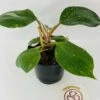 Philodendron Cv. White Knight 1 Philodendron Cv. White Knight -Cheap Plantly Store IMG 2847