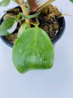 Philodendron Cv. White Knight -Cheap Plantly Store IMG 2849