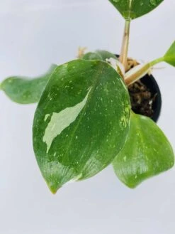 Philodendron Cv. White Knight -Cheap Plantly Store IMG 2850
