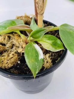 Philodendron Cv. White Knight -Cheap Plantly Store IMG 2851