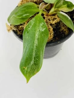 Philodendron Cv. White Knight -Cheap Plantly Store IMG 2852