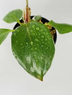 Philodendron Cv. White Knight -Cheap Plantly Store IMG 2853