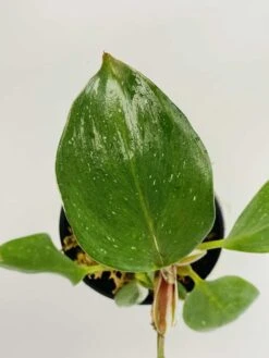 Philodendron Cv. White Knight -Cheap Plantly Store IMG 2854
