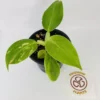 Philodendron Cv. White Wizard -Cheap Plantly Store IMG 2857