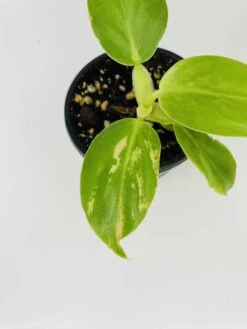 Philodendron Cv. White Wizard -Cheap Plantly Store IMG 2858