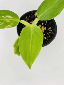 Philodendron Cv. White Wizard -Cheap Plantly Store IMG 2859