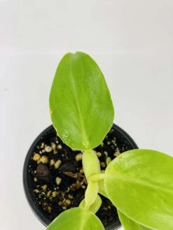 Philodendron Cv. White Wizard -Cheap Plantly Store IMG 2860