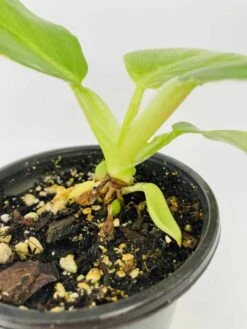 Philodendron Cv. White Wizard -Cheap Plantly Store IMG 2861