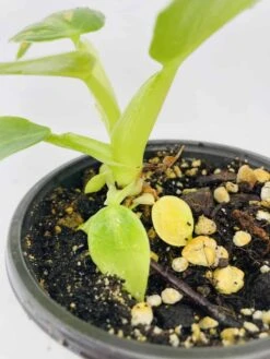 Philodendron Cv. White Wizard -Cheap Plantly Store IMG 2862