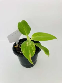 Philodendron Cv. White Wizard -Cheap Plantly Store IMG 2863