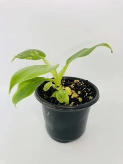 Philodendron Cv. White Wizard -Cheap Plantly Store IMG 2864