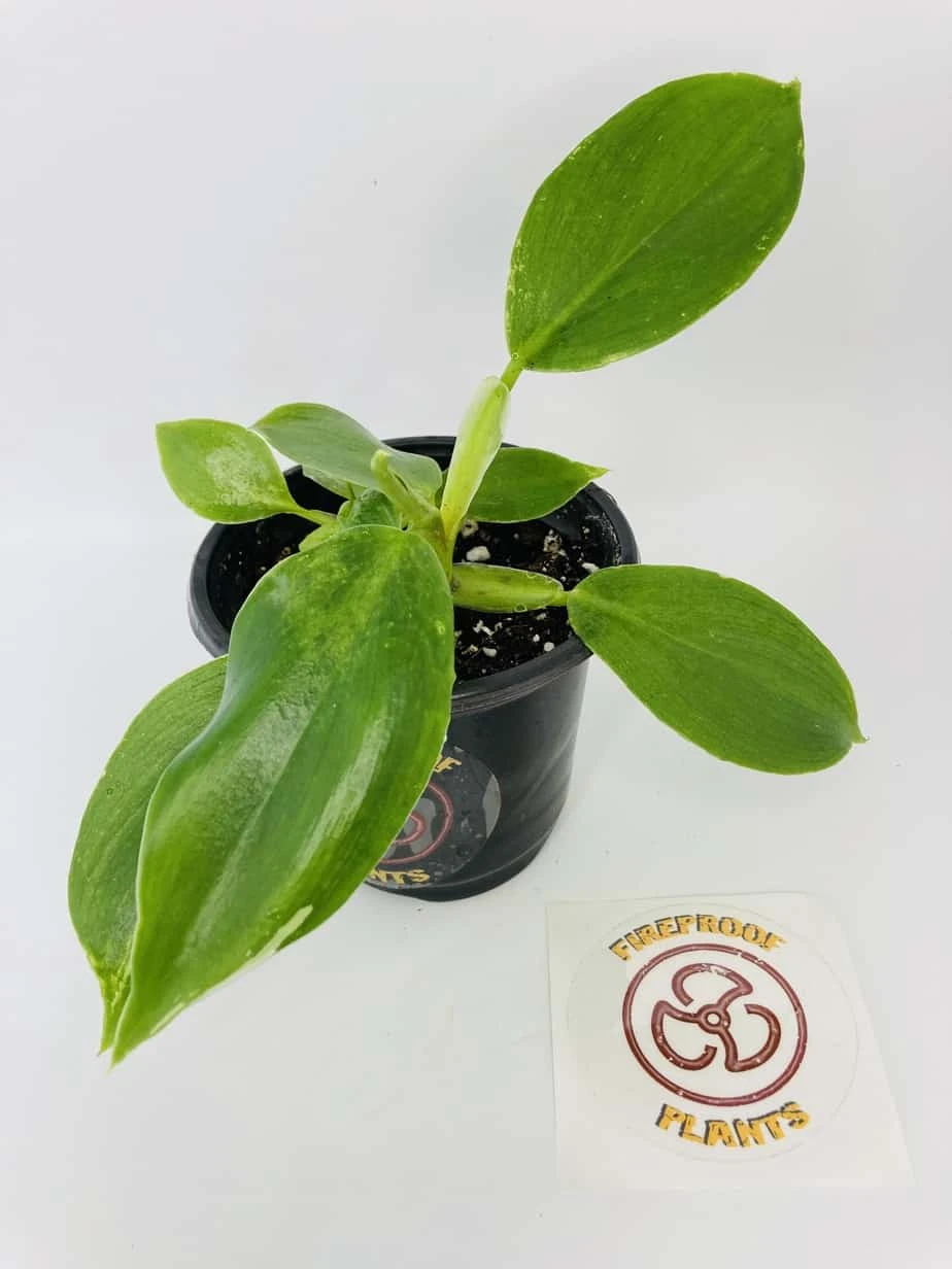 White Wizard Vs White Princess 3 White Wizard Vs White Princess