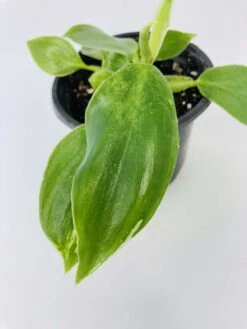 White Wizard Vs White Princess 15 White Wizard Vs White Princess -Cheap Plantly Store IMG 2885 1