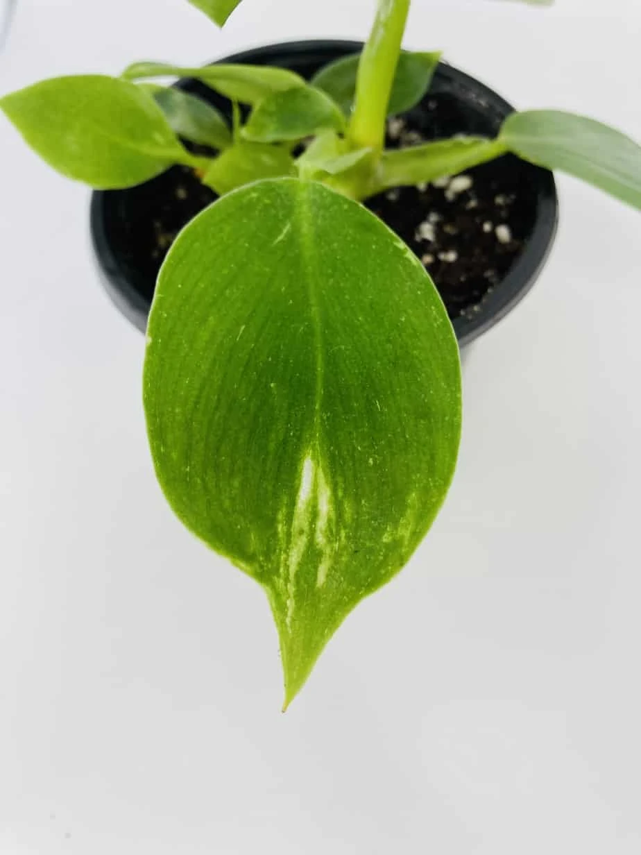 White Wizard Vs White Princess 7 White Wizard Vs White Princess - Image 5