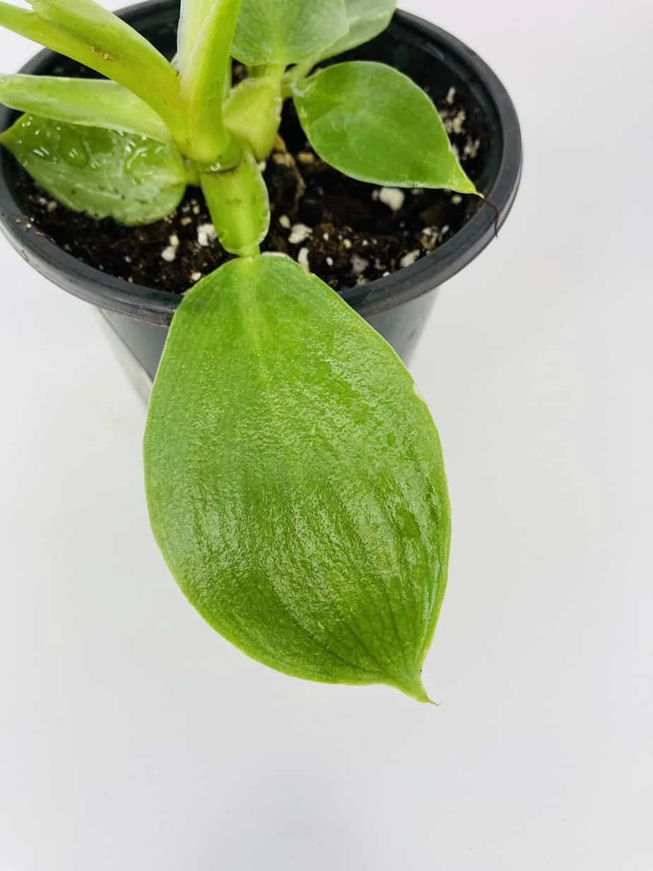 White Wizard Vs White Princess 5 White Wizard Vs White Princess - Image 3