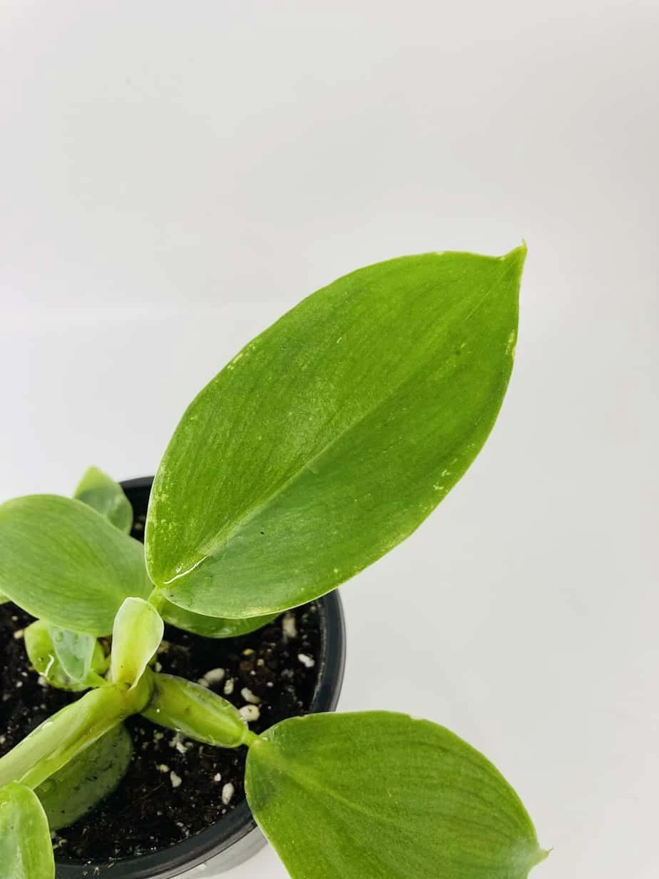 White Wizard Vs White Princess 4 White Wizard Vs White Princess - Image 2