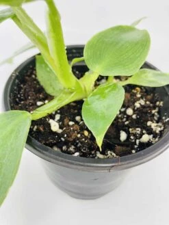 White Wizard Vs White Princess 19 White Wizard Vs White Princess -Cheap Plantly Store IMG 2889