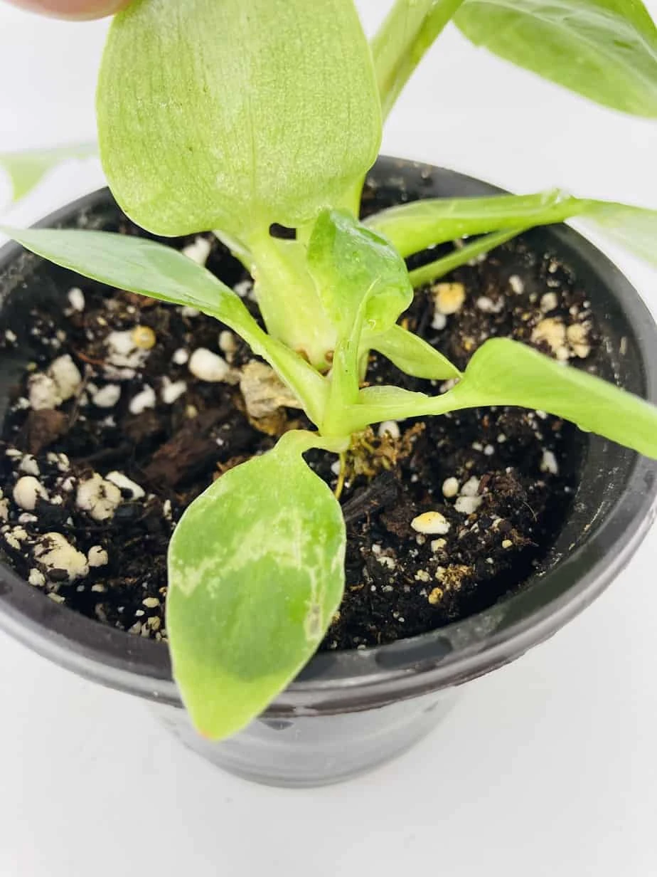 White Wizard Vs White Princess 9 White Wizard Vs White Princess - Image 7