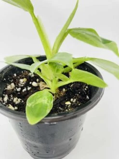 White Wizard Vs White Princess 17 White Wizard Vs White Princess -Cheap Plantly Store IMG 2891