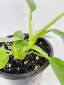 White Wizard Vs White Princess 20 White Wizard Vs White Princess -Cheap Plantly Store IMG 2892