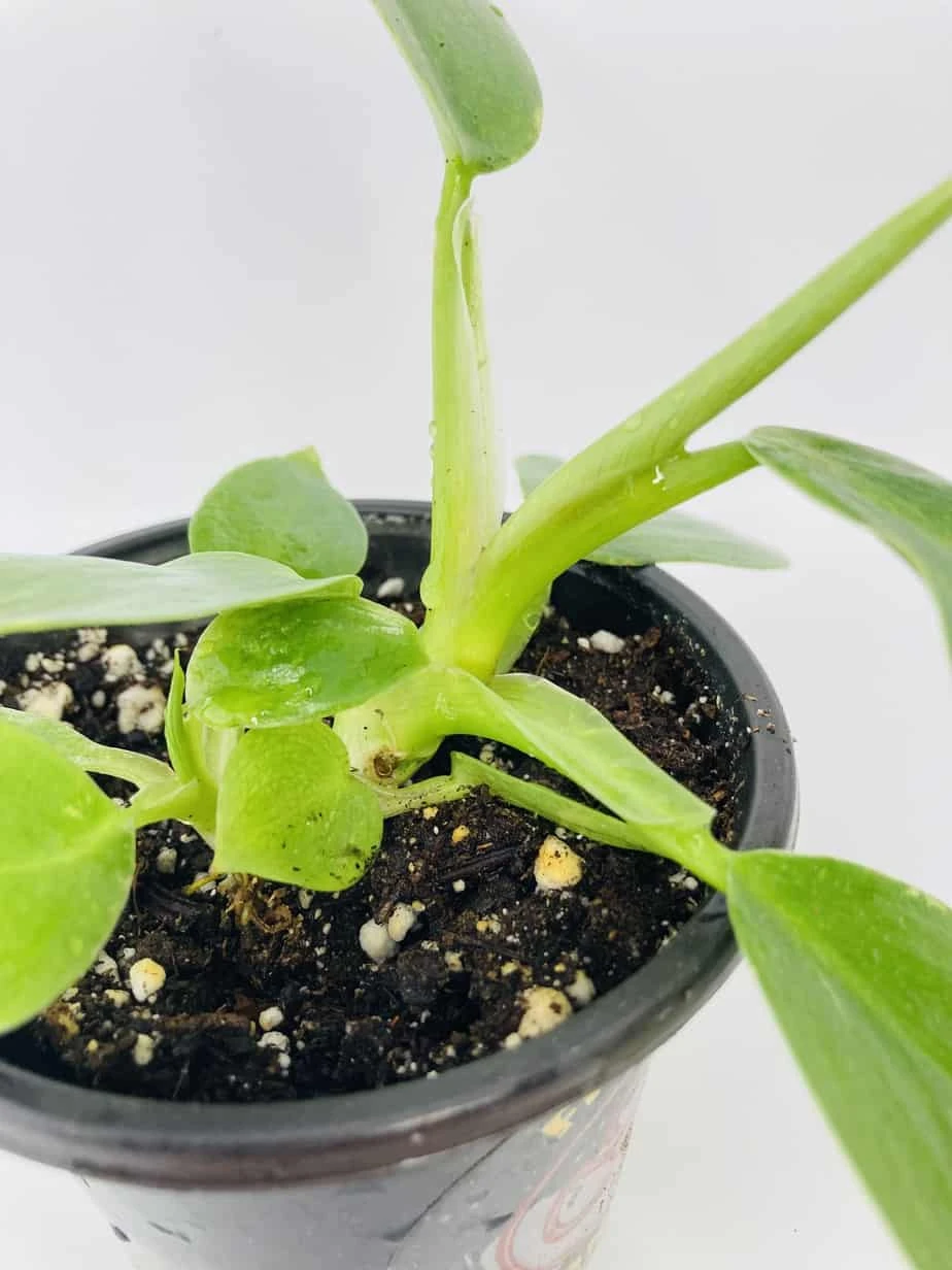 White Wizard Vs White Princess 11 White Wizard Vs White Princess - Image 9