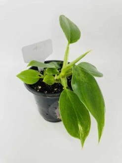 White Wizard Vs White Princess 21 White Wizard Vs White Princess -Cheap Plantly Store IMG 2893