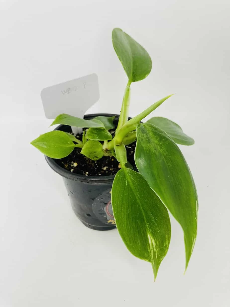 White Wizard Vs White Princess 12 White Wizard Vs White Princess - Image 10