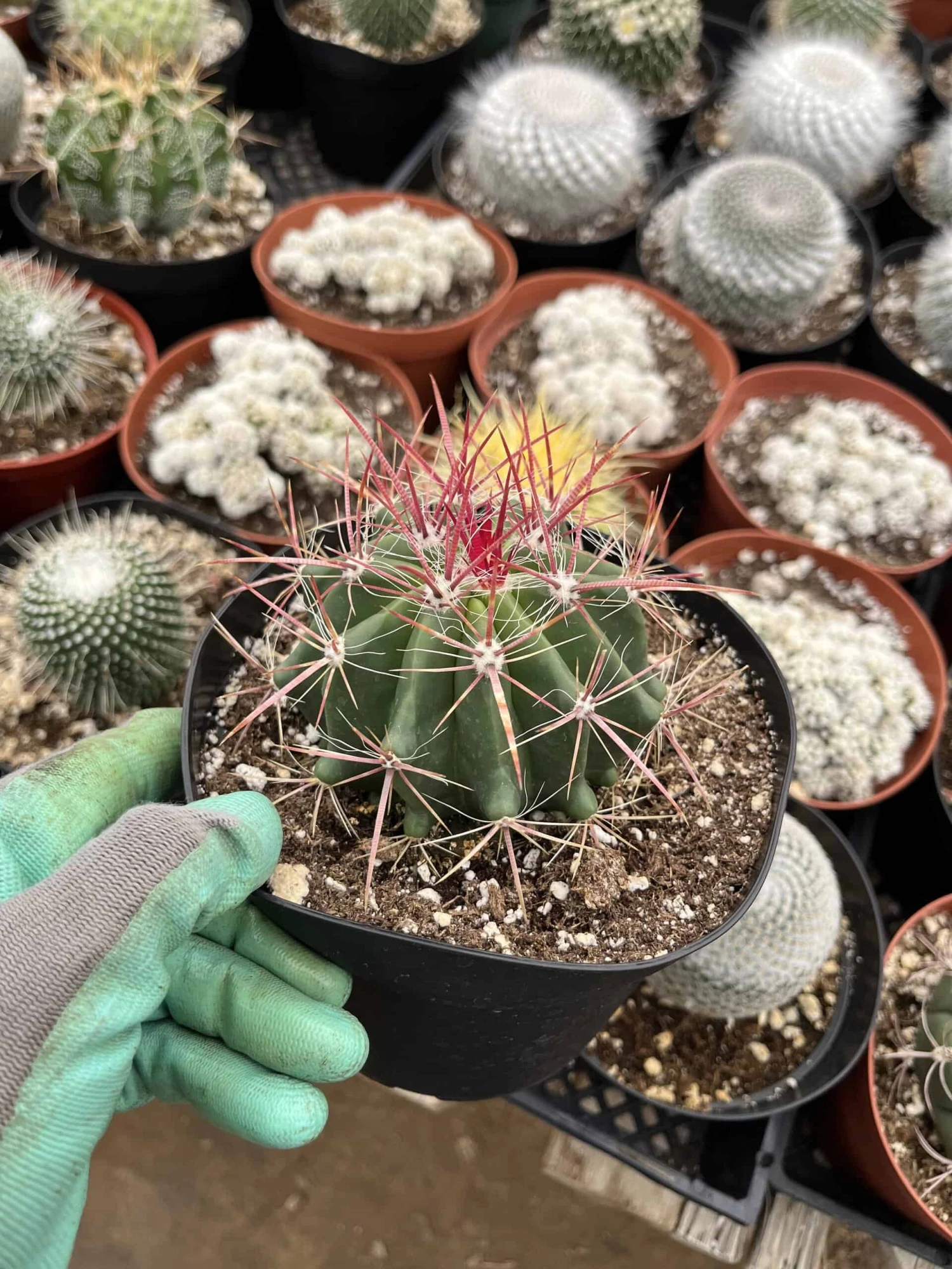 Ferocactus Gracilis 3 Ferocactus Gracilis