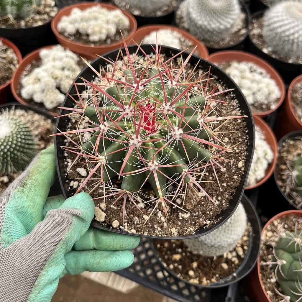 Ferocactus Gracilis 4 Ferocactus Gracilis - Image 2