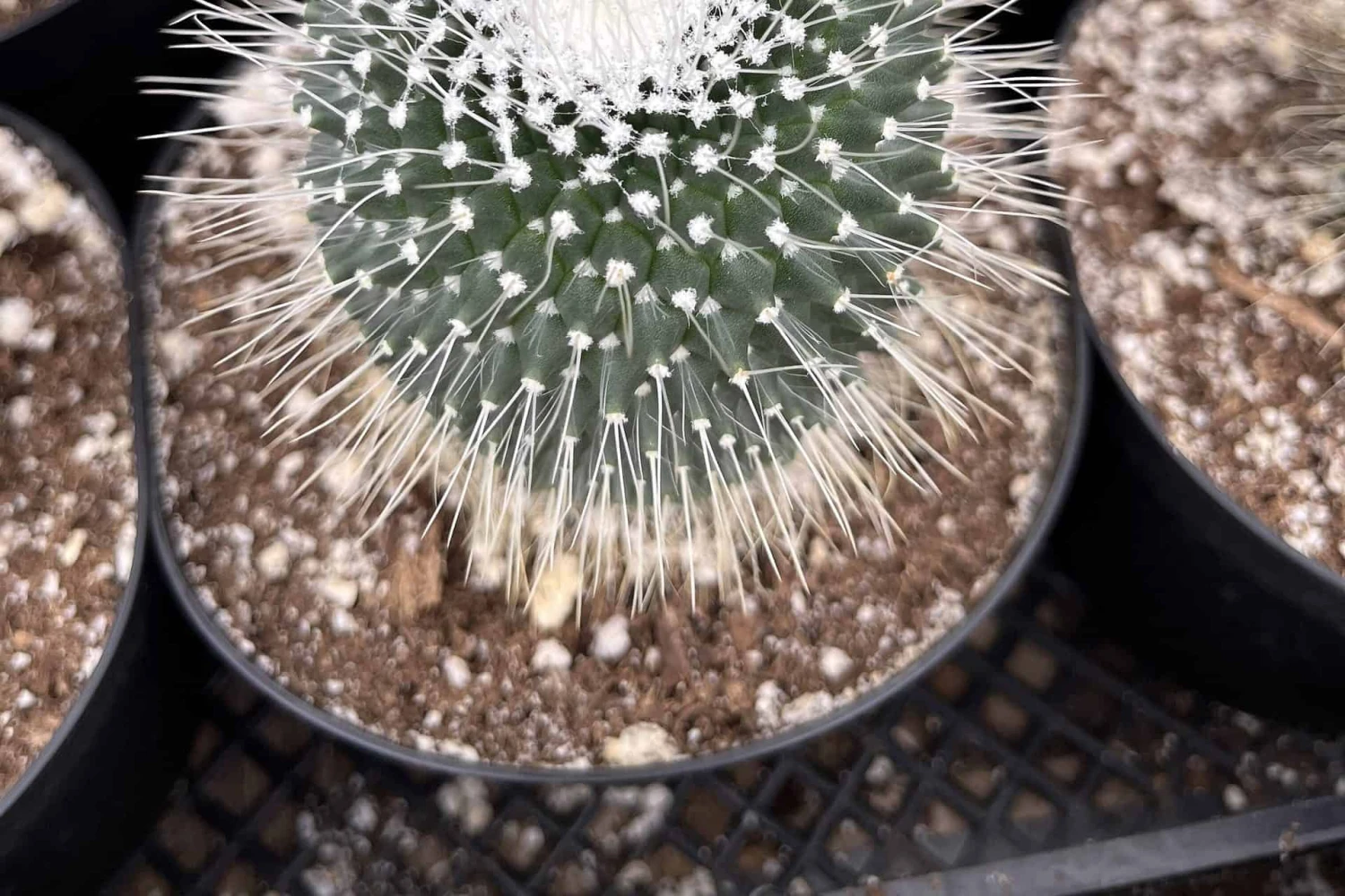 Cactiandexotica | Mammillaria Spinosissima Un Pico 5 Cactiandexotica | Mammillaria Spinosissima Un Pico - Image 3
