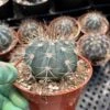 Melocactus Concinnus